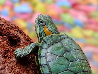 baby-green-turtle