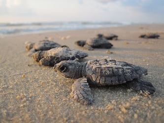 baby-sea-turtles-2