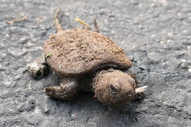 baby snapping turtles from albany 1