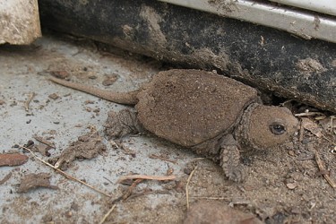 baby snapping turtles from albany 2