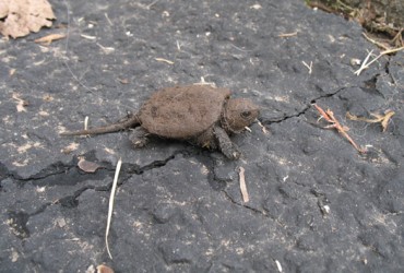 baby snapping turtles from albany 5