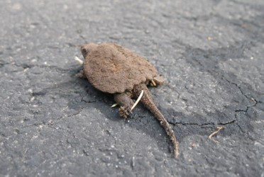 baby snapping turtles from albany 6