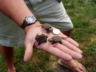 baby snapping turtles