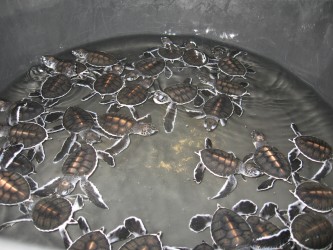 baby turtle mass