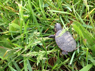 baby-turtle-on-grass
