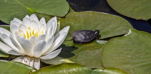 baby-turtle-on-lotus