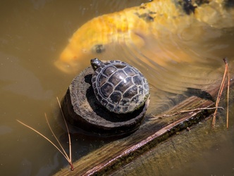 baby-turtle-on-stump