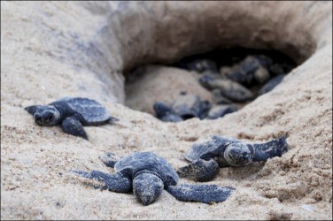 baby turtles from rushikulya beach, ganjam distict in india