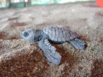 grey baby turtle