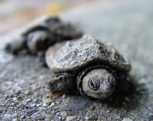 marching baby turtles