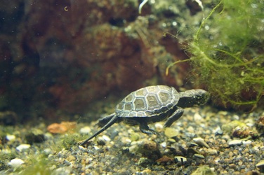 swimming-baby-turtle